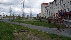 Жители Чурилово сообщили о 50 погибших деревьях вдоль дорог