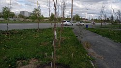 Жители Чурилово сообщили о 50 погибших деревьях вдоль дорог