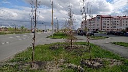 Жители Чурилово сообщили о 50 погибших деревьях вдоль дорог