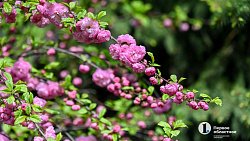 В центре Челябинска зацвела сакура