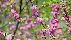 В центре Челябинска зацвела сакура