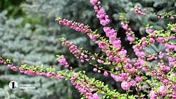 В центре Челябинска зацвела сакура