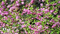 В центре Челябинска зацвела сакура