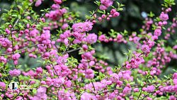 В центре Челябинска зацвела сакура