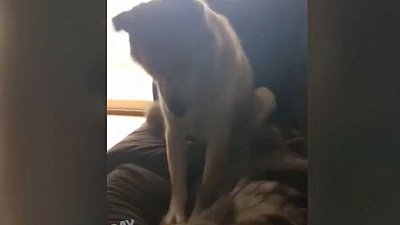 Мех и смех: ленивый пес, игрушка-пищалка и неприятный маникюр