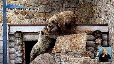 Воссоединились медведицы Шкода и Забава