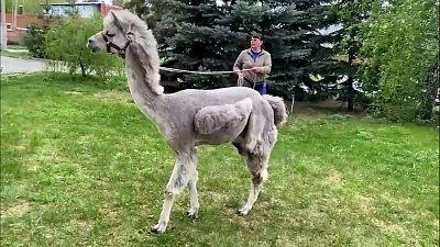 Видео преображения альпаки Еремея из Челябинского зоопарка
