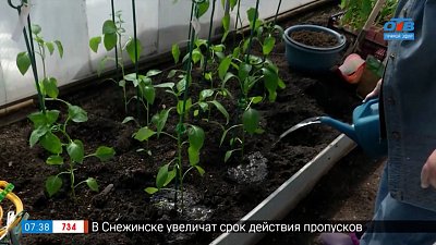 Высаживаем перцы в теплицу в рубрике «Руки садовода»