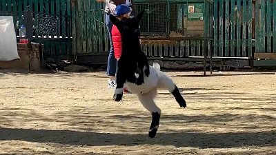 Скачущий козленок из Челябинского зоопарка попал на видео