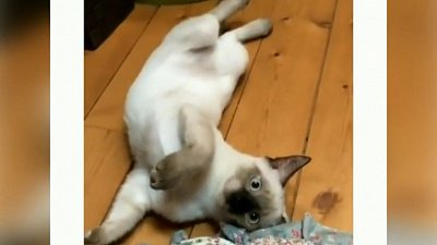 Мех и смех: кошачий массаж, долгий разбег и сильный удар