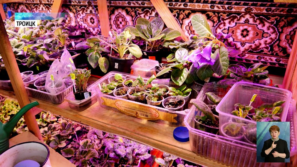 Троичанка выращивает фиалки в квартире