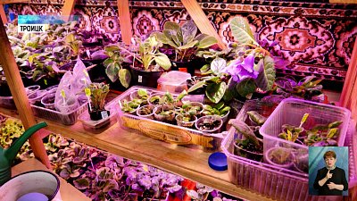 Троичанка выращивает фиалки в квартире