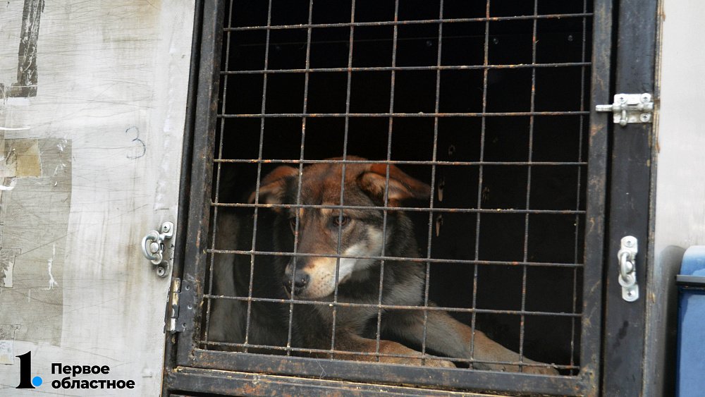 Суд взыскал с администрации Коркинского района моральный ущерб девочке за укус бездомной собаки