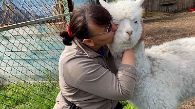 Видео с нежностями альпаки Евдокии