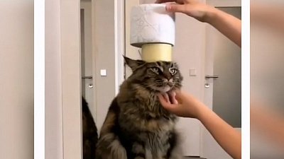 Мех и смех: кошачья невозмутимость, радостная прогулка и борьба за мячик