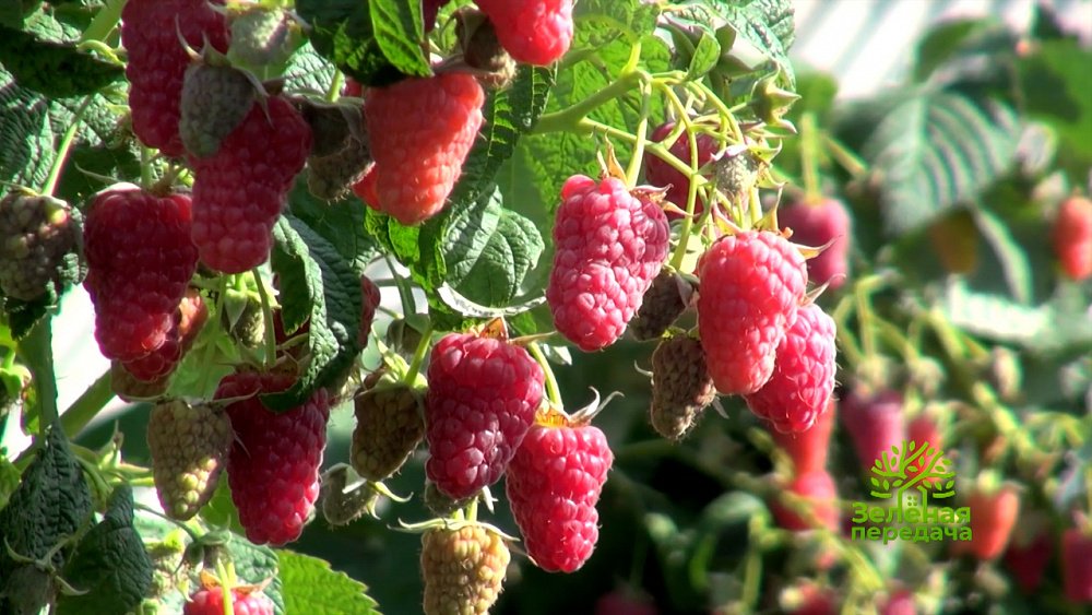 Зеленая передача 19.05.2022