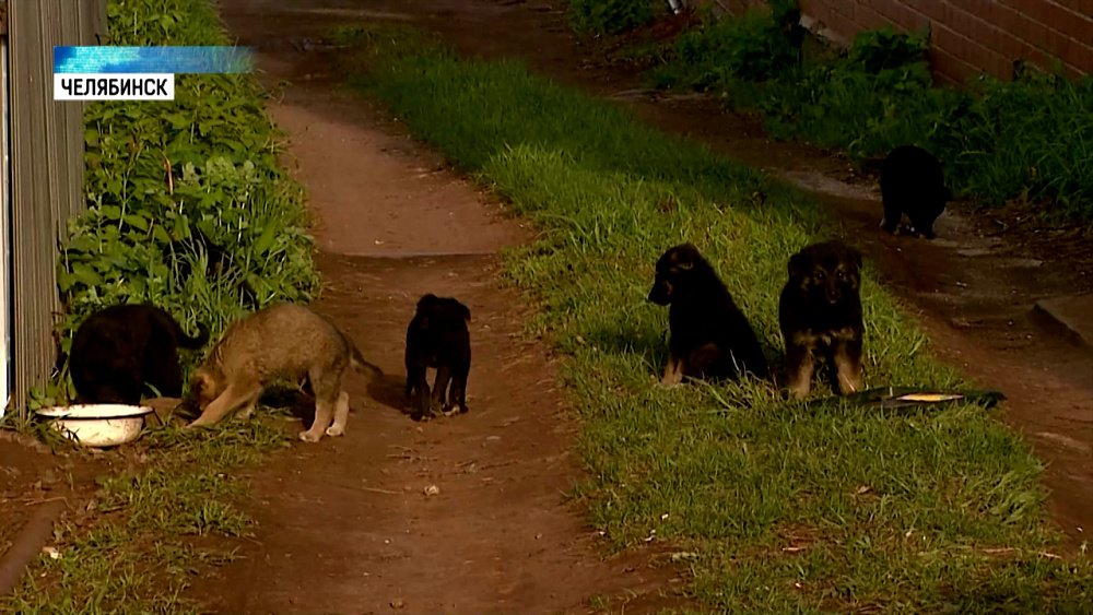 Щенки ищут любящих хозяев