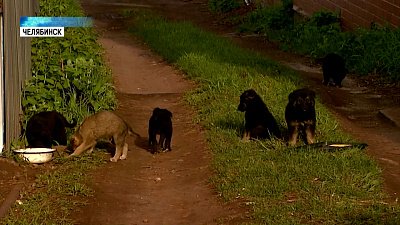 Щенки ищут любящих хозяев