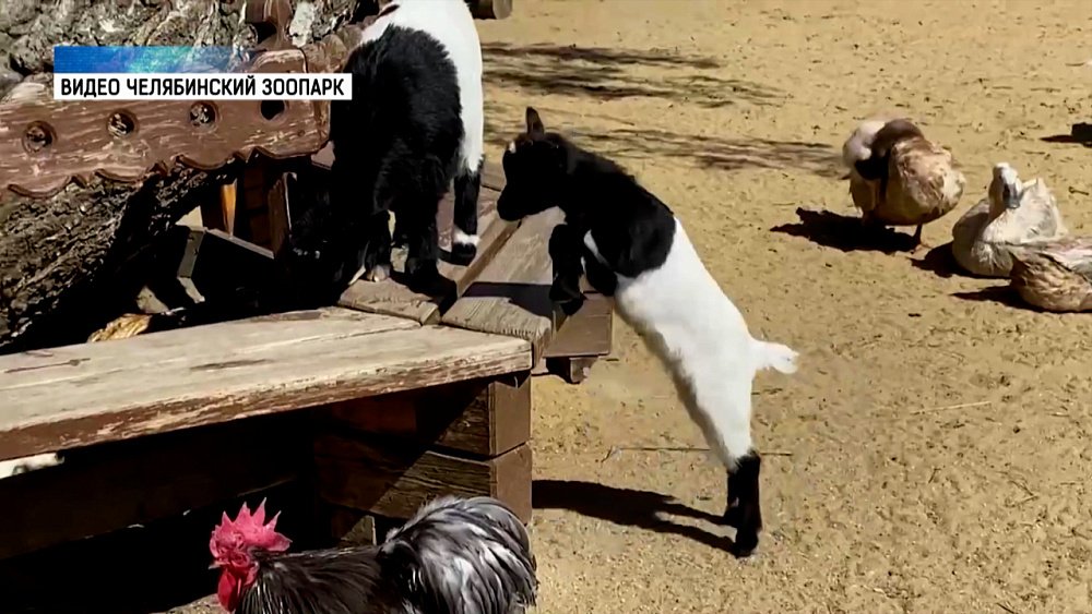 Житель Челябинского зоопарка покоряет сердца