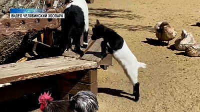 Житель Челябинского зоопарка покоряет сердца