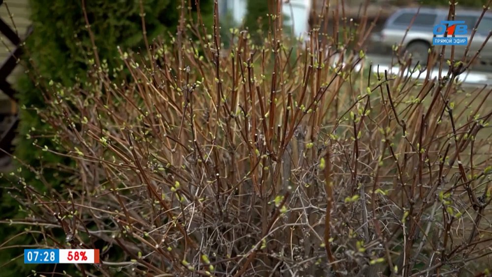 Обрезка кустарников в рубрике «Руки садовода»