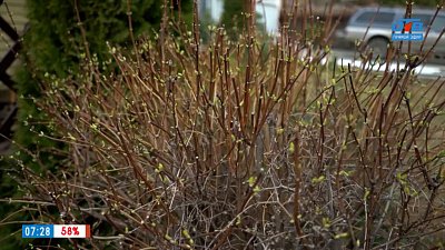 Обрезка кустарников в рубрике «Руки садовода»