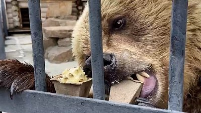 В Челябинском зоопарке медведей угостили медом