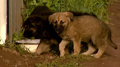 В Челябинске пристраивают собак-рокеров