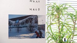 Челябинский художник открыл галерею искусств у себя на кухне