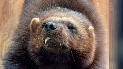 Видео с недоброй росомахой Бирой из Челябинского зоопарка