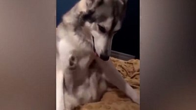 Мех и смех: ленивое почесывание, странные звуки и новый домик