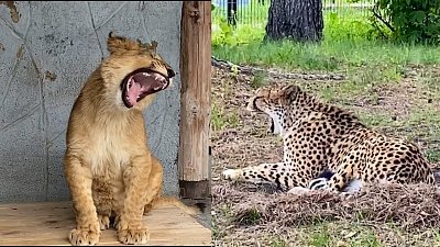 Зевающие хищники в Челябинском зоопарке попали на видео