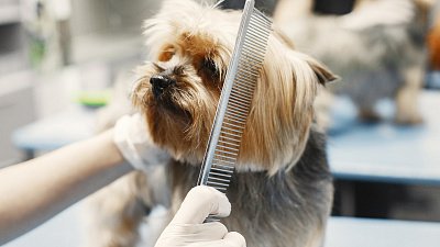 В Челябинске специалисты по уходу за домашними животными стали на 36% популярнее