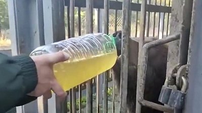 Медведь Малыш из придорожного кафе переезжает в Челябинский зоопарк
