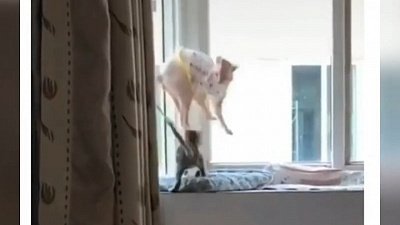 Мех и смех: наказание за преступление, горки для попугая и внезапное нападение