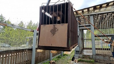 Медведь Малыш из придорожного кафе выехал в новый дом