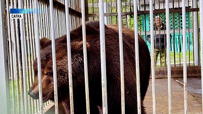 Мишка из придорожного кафе переехал в зоопарк