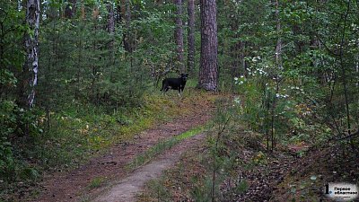 Глава Челябинска поручила отловить собак в Новосинеглазово и Каштакском бору