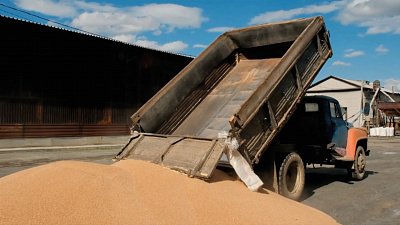 Секреты плодородия: инновации в семеноводстве Челябинской области