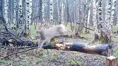 Трехрогая косуля попала в объектив фотоловушки на Зюраткуле