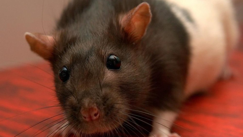 Декоративная домашняя крыса умерла от бешенства в Челябинской области