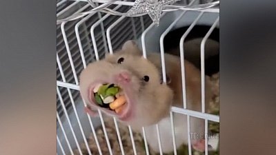 Мех и смех: мягкое падение, большой запас и кошачье терпение