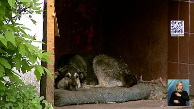 Собака укусила ребенка в Новосинеглазово