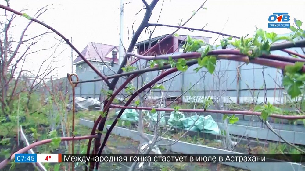 Малины будет море! Проверенный способ формировки кустарника в рубрике «Руки садовода»