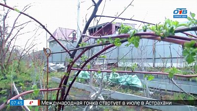 Малины будет море! Проверенный способ формировки кустарника в рубрике «Руки садовода»