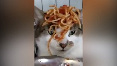 Мех и смех: синхронная пробежка, вкусный обед и кошачий рай