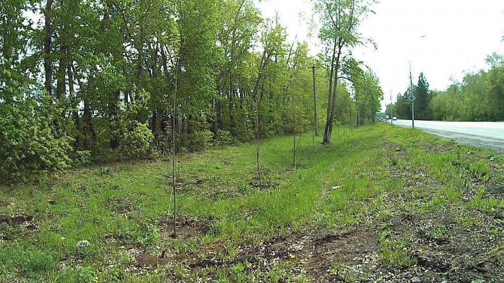 Более 200 высаженных вдоль дороги к челябинскому аэропорту деревьев погибло