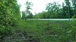 Более 200 высаженных вдоль дороги к челябинскому аэропорту деревьев погибло