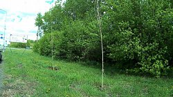 Более 200 высаженных вдоль дороги к челябинскому аэропорту деревьев погибло