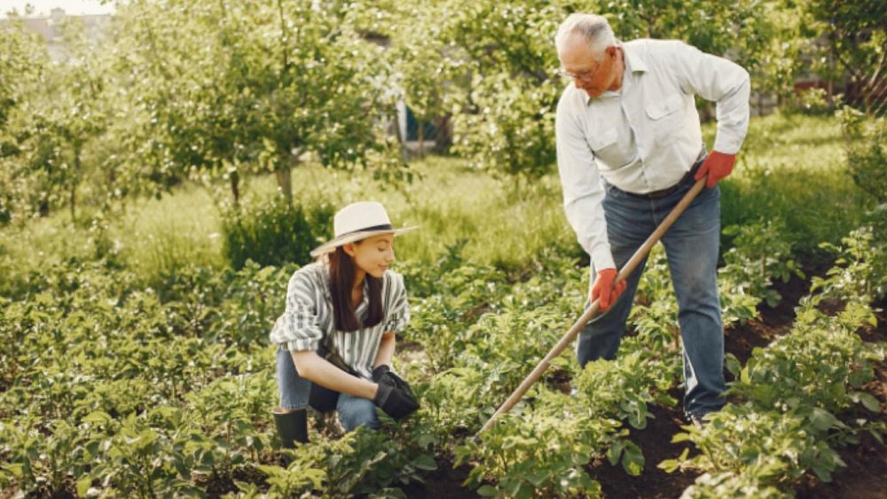 Чем заняться в саду в июне